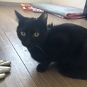 黒猫ちゃん貰ってください！