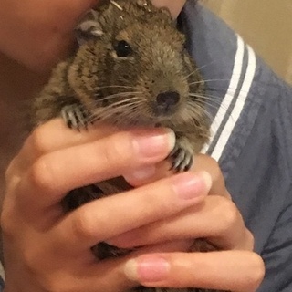デグーの里親さん募集