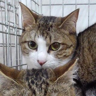 小顔スレンダーボディだった【のれん】