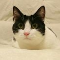 白黒ねこ ガス君,うざいくらいの甘えんぼ
