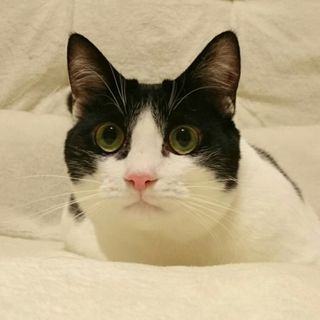 白黒ねこ ガス君,うざいくらいの甘えんぼ