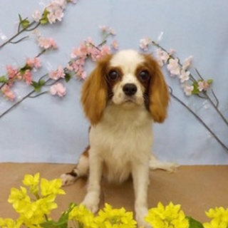 やんちゃ盛りのキャバリア君です。