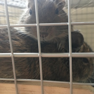 デグー ブルー・ノーマル