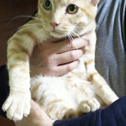 3月24日に愛知県豊川市で猫の譲渡会！