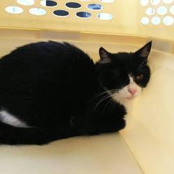 3月24日に愛知県豊川市で猫の譲渡会！ サムネイル3