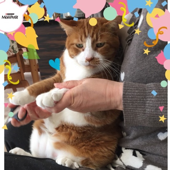 ウイグルスのカバー写真