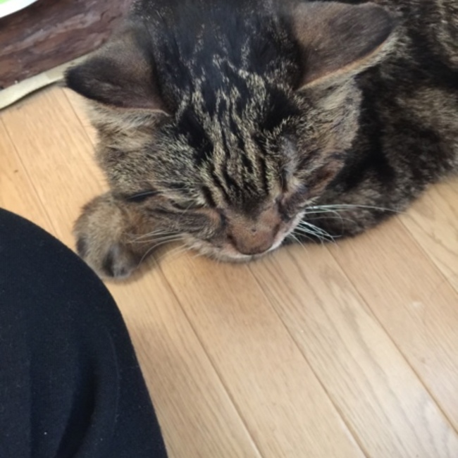 ゆきぃのカバー写真