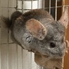 チンチラ里親募集（シナモン） サムネイル1