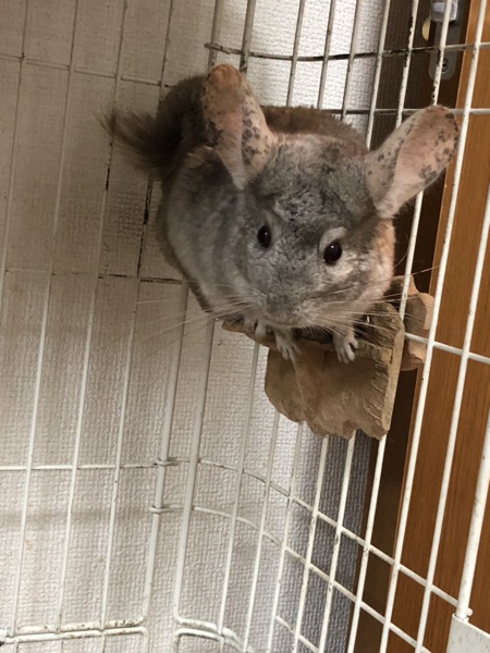 チンチラ里親募集（シナモン） サムネイル2