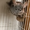 チンチラ里親募集（シナモン） サムネイル2