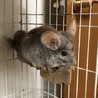 チンチラ里親募集（シナモン） サムネイル3