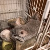 チンチラ里親募集（シナモン） サムネイル4