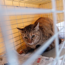 TNR活動において