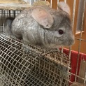 チンチラ里親募集（シナモン）