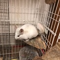チンチラ里親募集（ホワイト）