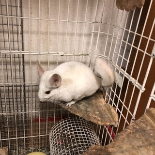 チンチラ里親募集（ホワイト）