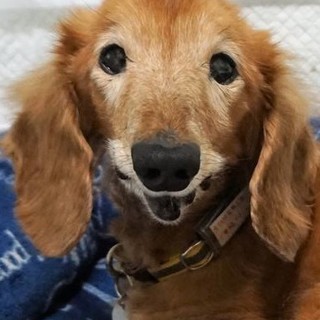 元気なシニア☆甘えん坊です♡