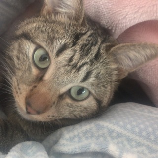 大事にしてくれる里親募集しています