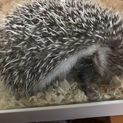 ハリネズミ