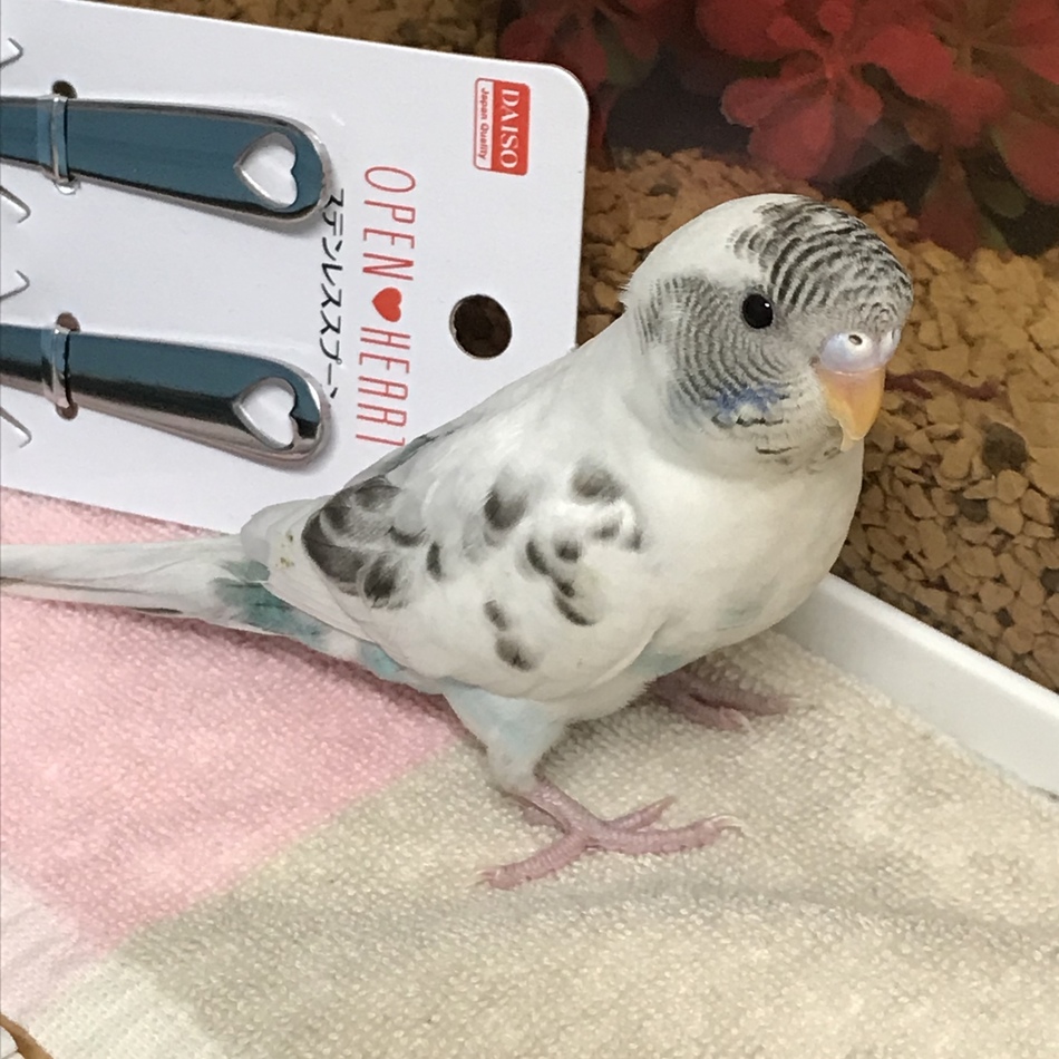 そらのカバー写真