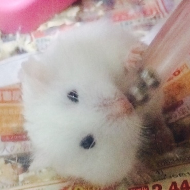 シロちゃん。
