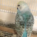セキセイインコの里親様募集中