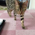 里親決まりました
