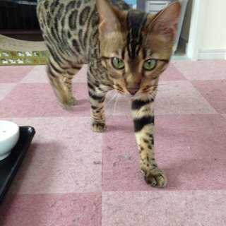 里親決まりました