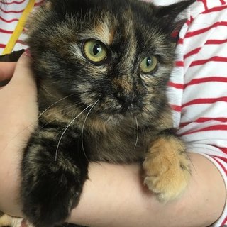 有難うございます。長毛サビ猫るーちゃん