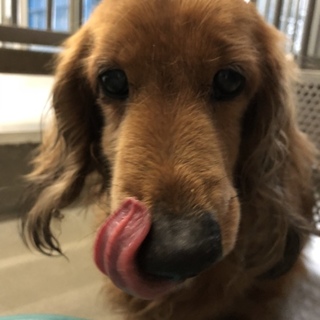 里親様が決まりました♡有難うございました！