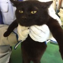 優しい里親様に迎えられました！有難うございました。