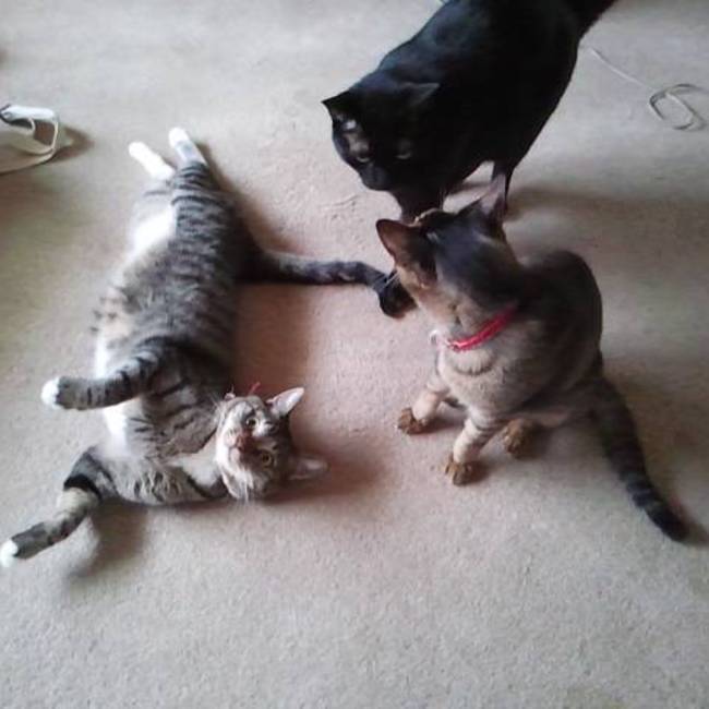 わんにゃんマーチ（まちねこ習志野実籾支部）のカバー写真