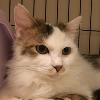 3/25銀座★ルカくん★美しい長毛ねこちゃん