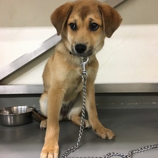 くろあんちゃん