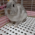 ミニウサギ(♀)