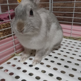 ミニウサギ(♀)
