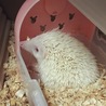 お迎え当日。固まってなかなか出てきませんでした。
