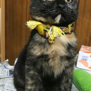 サビ柄☆夏ちゃん