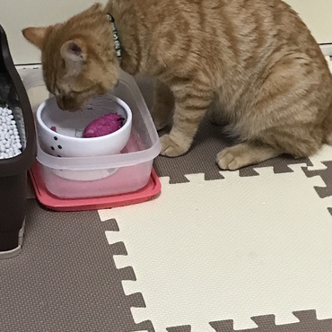 最近の趣味はお水におもちゃを入れることみたいで…