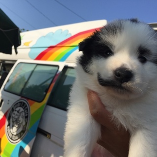 宮古島で保護！2ヶ月弱の子犬姉妹