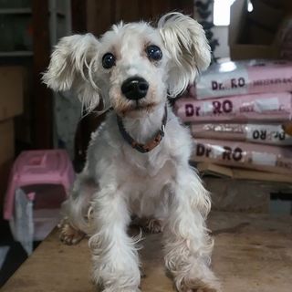 ミニチュア・シュナウザー9才の女の子