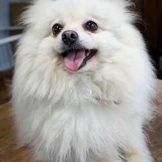 ポメラニアン9才の女の子
