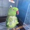ワカケホンセイインコ ペアの里親さん募集です サムネイル2