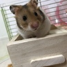 きよもり