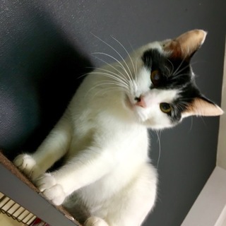 ★やんちゃなぶち猫女子★白黒仔猫★右眼白濁