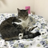 岩崎ぼたん