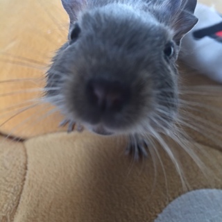 ブルーパイドデグー １歳半 オス