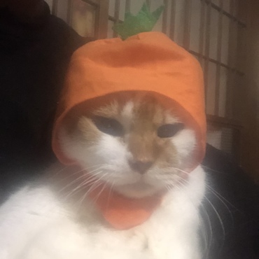 の写真