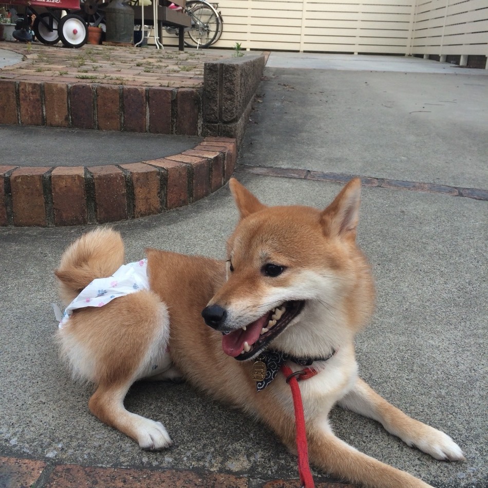 ぷにゅのカバー写真