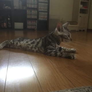 一歳ベンガル猫の男の子
